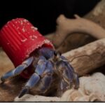 Plastic Hermit Crab Homes in the Ocean